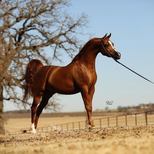 Meet your Posher, Ella